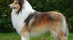 6 Кучиња кои се толку завиткани дека можете да направите чорапи од нивната волна месечно